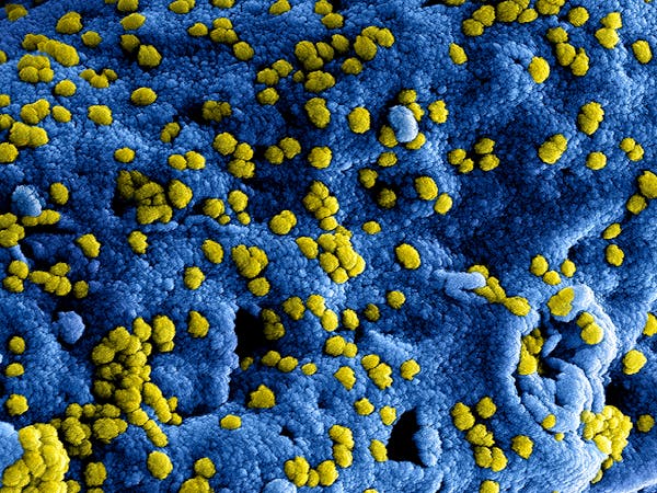 Bacterial/Enzyme Digestants - Naya Chemicals