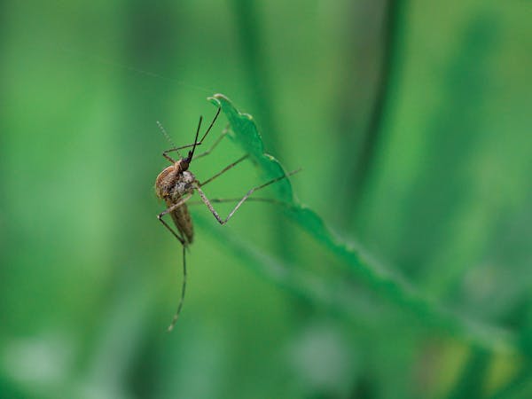 Insecticides - Naya Chemicals